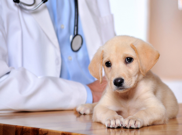 Casper, WY. Pet Clinic Insurance